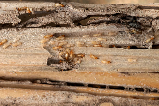 Best Local Pest Control Services  in West Simsbury, CT