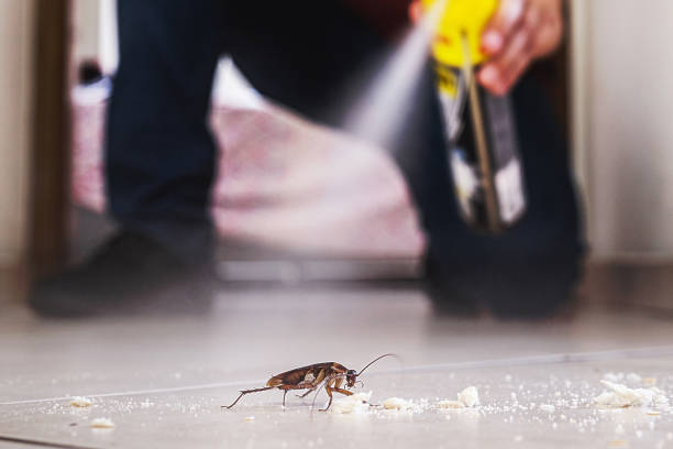 Flea Control Services in West Simsbury, CT